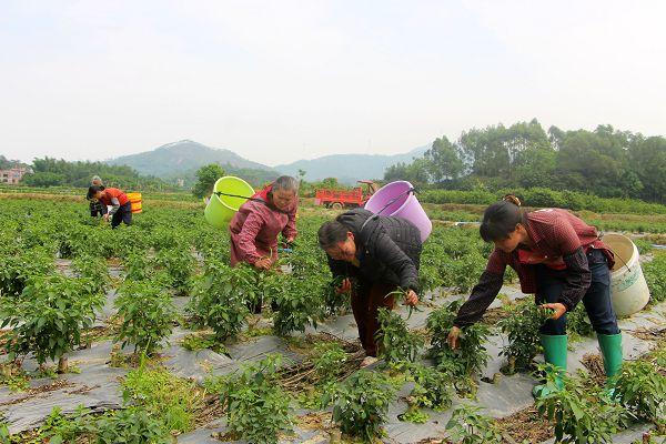 毕上教育公务员考试申论高分范文《扶贫先扶志,扶贫必扶智》 毕上教育公务员考试申论高分范文《扶贫先扶志,扶贫必扶智》