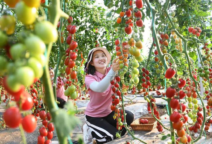 一码贵州校农结合可以手机填报数据吗? 一码贵州校农结合可以手机填报数据吗?