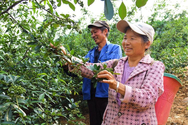 琼中有几个县种桑树的