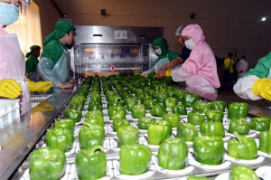 我市六十万亩冷凉蔬菜量价齐增